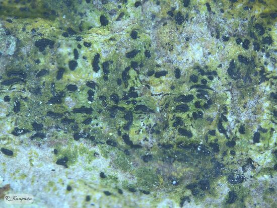Zwackhia viridis